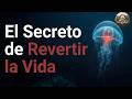 ¿Por Qué las Medusas Pueden Rejuvenecer – El Secreto de Revertir la Vida | Ciencia Animal MX