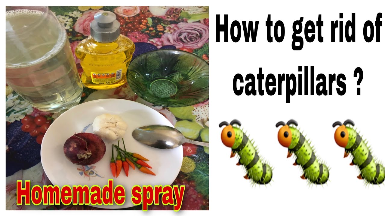 How Do You Make Natural Caterpillar Spray?
