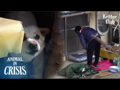 Video: 15 Stiekeme huishoudgifstoffen om uit het bereik van uw hond te blijven