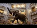 view How Taxidermists Prepared this Enormous Elephant digital asset number 1