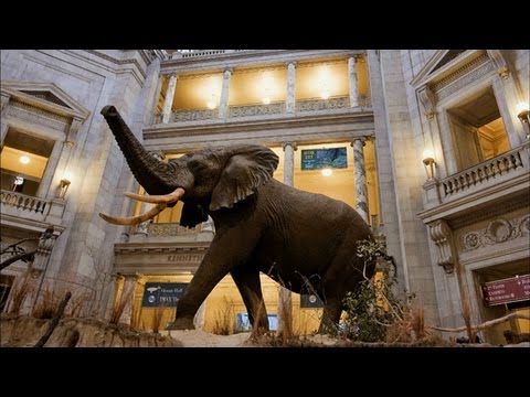 How Taxidermists Prepared This Enormous Elephant