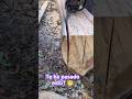 Esta madera quita el filo de la cadena😬#chainsaw #asmr #woodwork