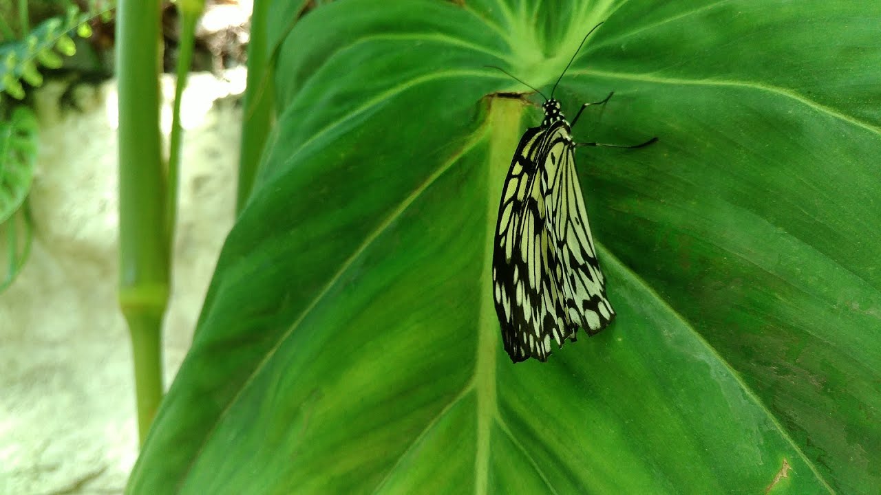 Museum Of Natural Science Beautiful Butterfly Exhibit 4K 2018 YouTube