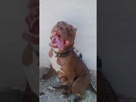 عشاق الكلب فى العالم للبيع 2500درهم