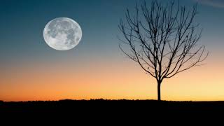 Calm Office Serenade | 10 Hours of Peaceful Background | #CalmOfficeSerenade