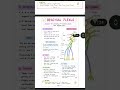 comment for pdf!!#medico#Quickrevision#anatomy#notes#learning #revision