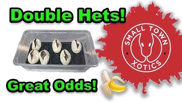 Ball Python Egg Cutting | STX-20-05