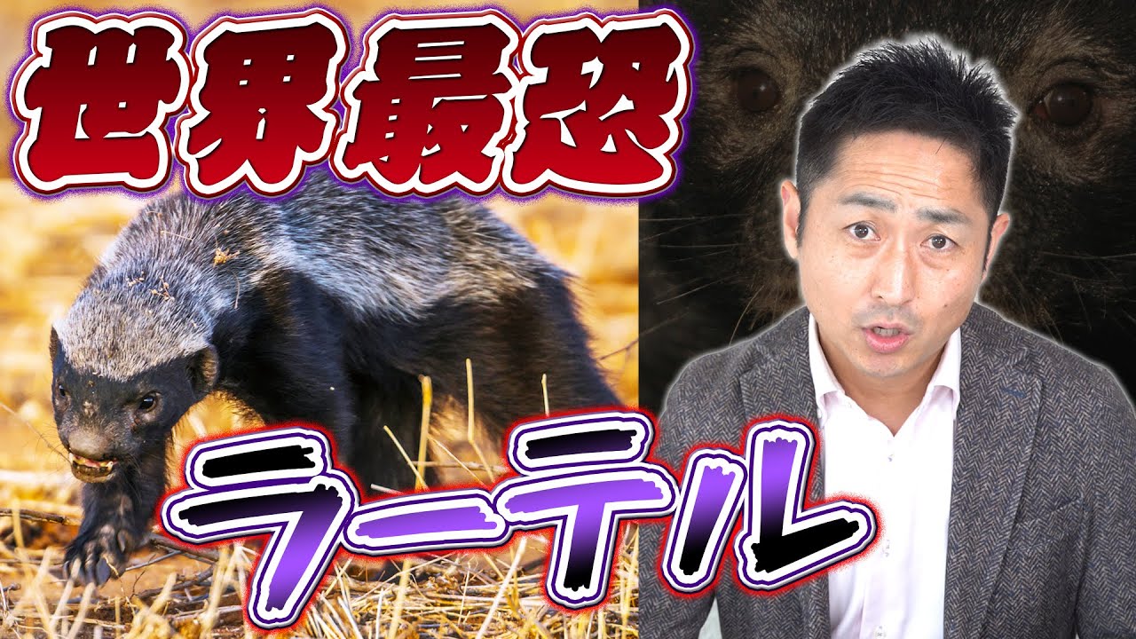 ラーテルの動画 画像 動画検索 マイルドサイト