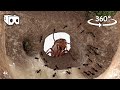 Inside ants nest colony 360 vr experience
