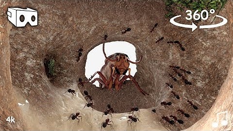 inside ants nest colony 360 VR experience