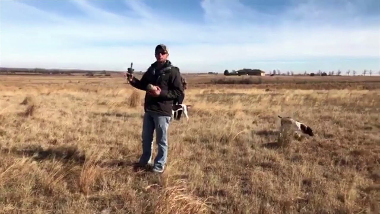 Bumper Launcher Retrieving Drills Upland Bird Dog Training YouTube