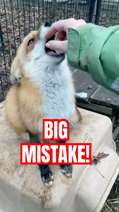 NEVER Try This with a FOX!