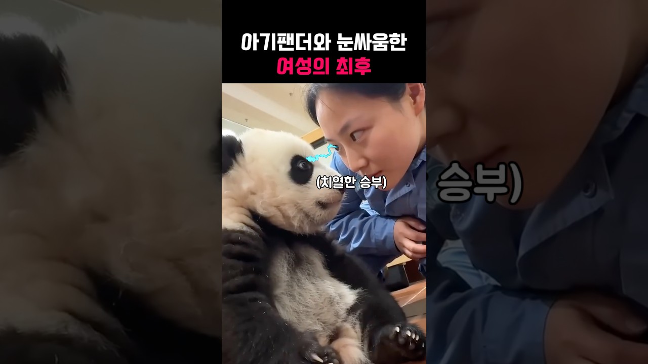 아기팬더와 눈싸움한 사육사의 최후