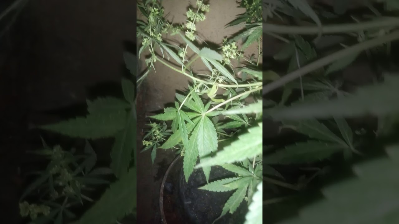 How to grow marijuana in kenya YouTube