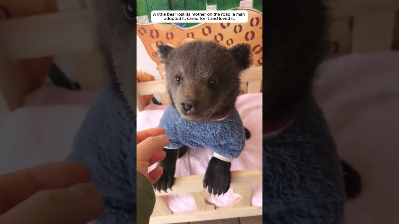 A Little Bear Lost Its Mother And Was Adopted By Man 