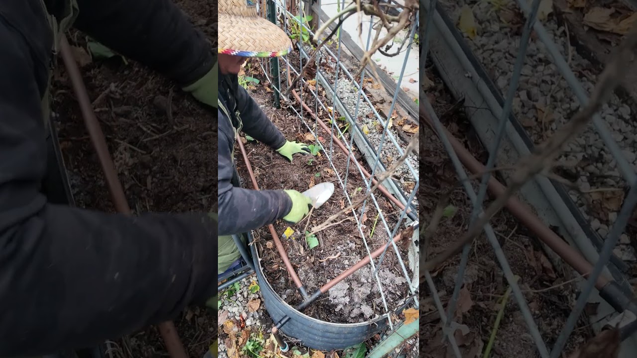 Day 75 in the garden - Life is sweet; potato 