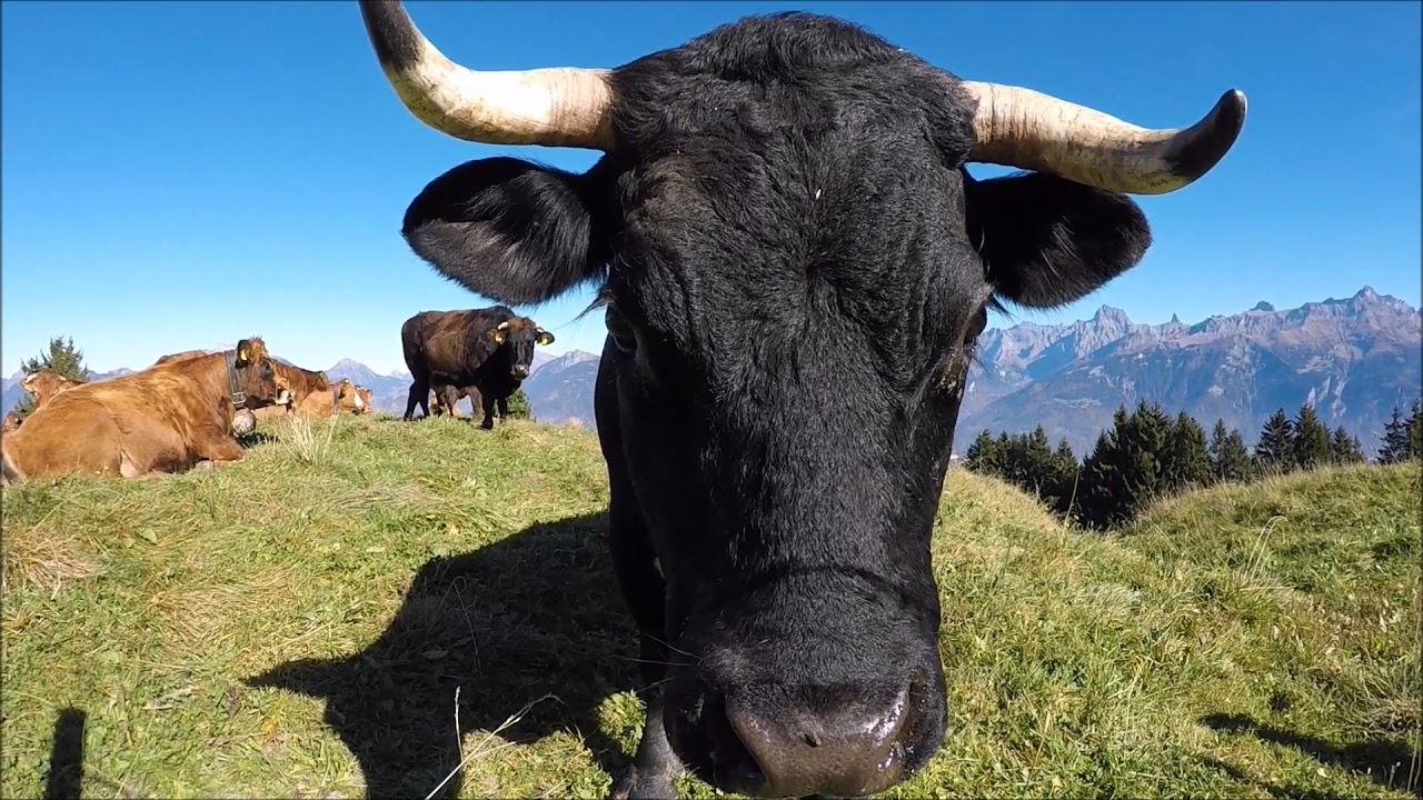 Troistorrents-Les Cavoues-Pointe de Bellevue(2042m)-Champeronne, hiking in switzerland,Valais,131017