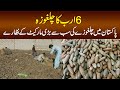 6 Arab Ka Chilgoza - Pakistan Mein Chilgoza Ki Sab Se Bari Market Dekhiye