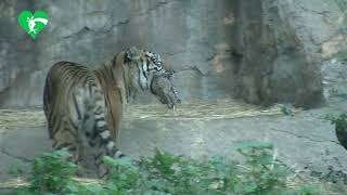 È nata una tigre di Sumatra al Bioparco di Roma