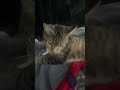 Kitty edit