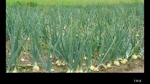 Genetic Variability, Growth, Yield and Quality Traits of Some Genotypes of Onion (Allium cepa L.)