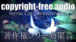 [著作権フリー効果音]  メス猫の鳴き声 にゃー、みゃー、にゃーお、うにゃー screenshot 5