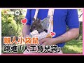 小袋鼠見「人工育兒袋」一頭栽進去！與飼養員互動超萌｜野生動物｜美國芝加哥｜動物園｜動物保育