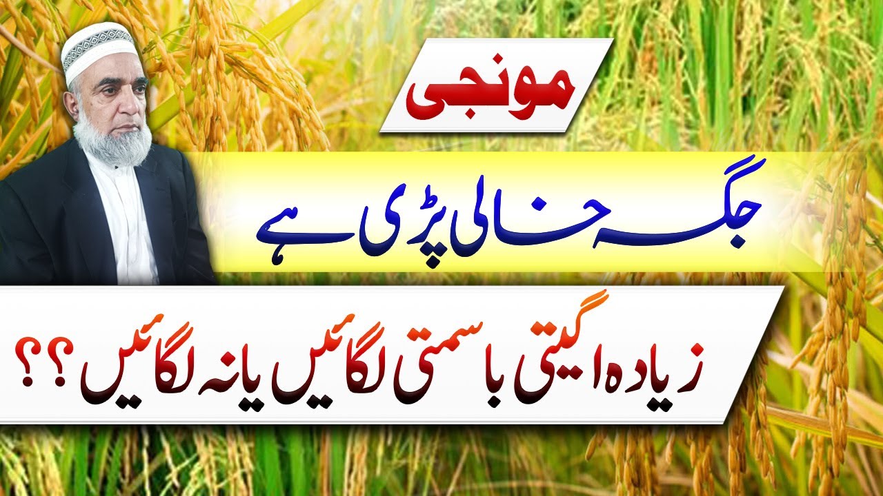 Why You Should Not Sow Basmati Too Early || Crop Reformer