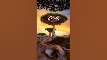 #قرآن | القارئ #رعد_الكردي