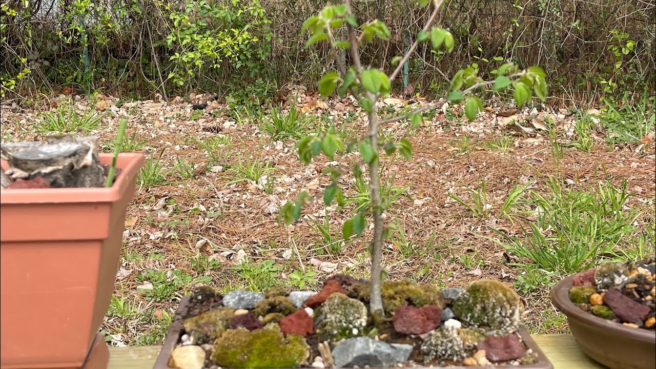 Rotating Flower Tree Rotating My Trees For The Growing Season - YouTube