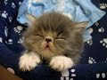 Sweet Tired Cat [-.-]Zzz