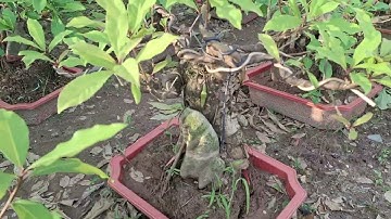 Bán cây lộc vừng bonsai, lộc vừng ôm đá bonsai tuyệt đẹp 0977973535