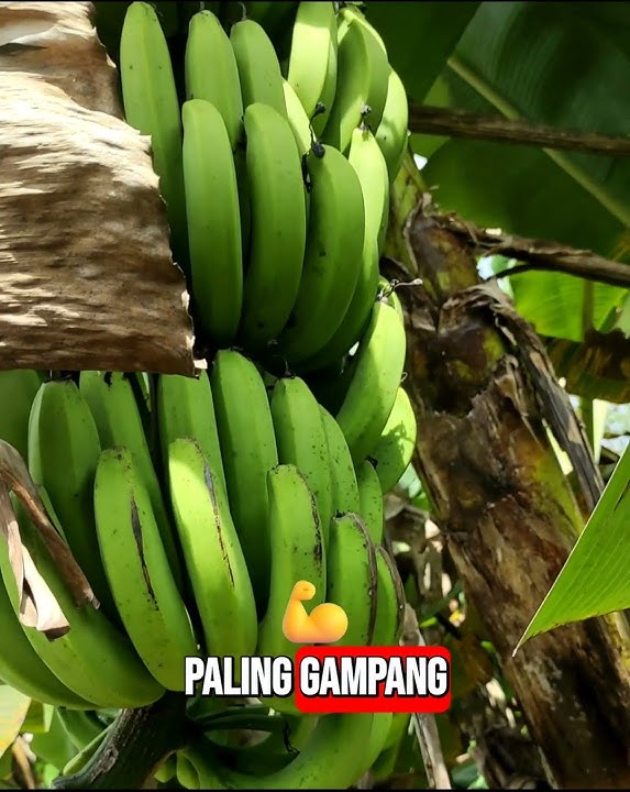 Tips for growing bananas