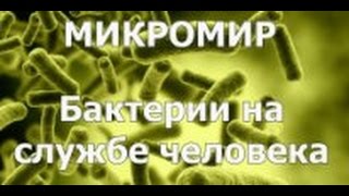 МИКРОМИР #БАКТЕРИИ НА СЛУЖБЕ ЧЕЛОВЕКА
