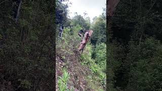 Forest Log Snaps Under Man, Forcing Quick Jump