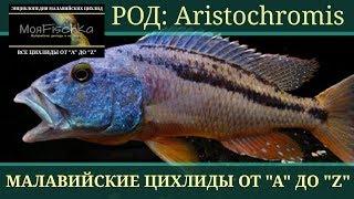Aristochromis (Аристохромис). Энциклопедия малавийских цихлид от "А" до "Z" Aristochromis (Аристохромис). Энциклопедия малавийских цихлид от "А" до "Z"