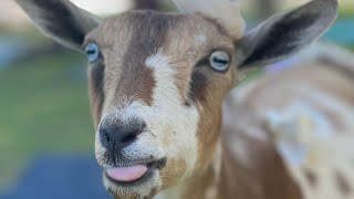 Baby Goats Playing With Their New Playground #babygoats #serotonin #laugh