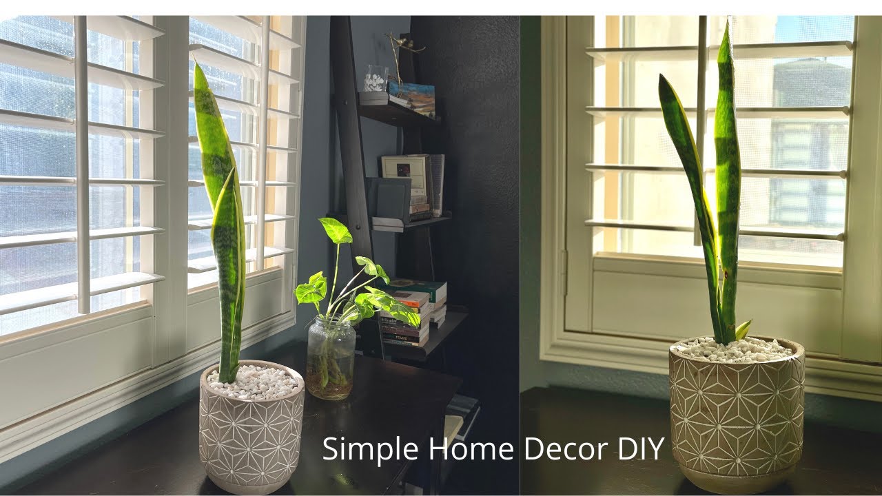 Easy DIY home decor | Snake Plant | House Plant | AlinaHome