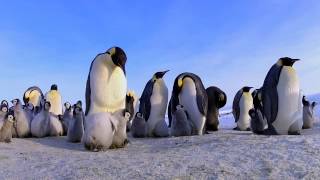 Emperor penguin chicks trying to huddle underneath an adult penguin