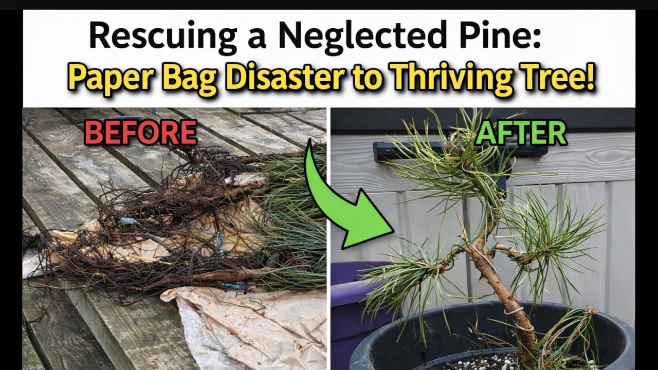 Reviving a Neglected Pines Bonsai