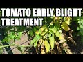 Tomato early blight treatment