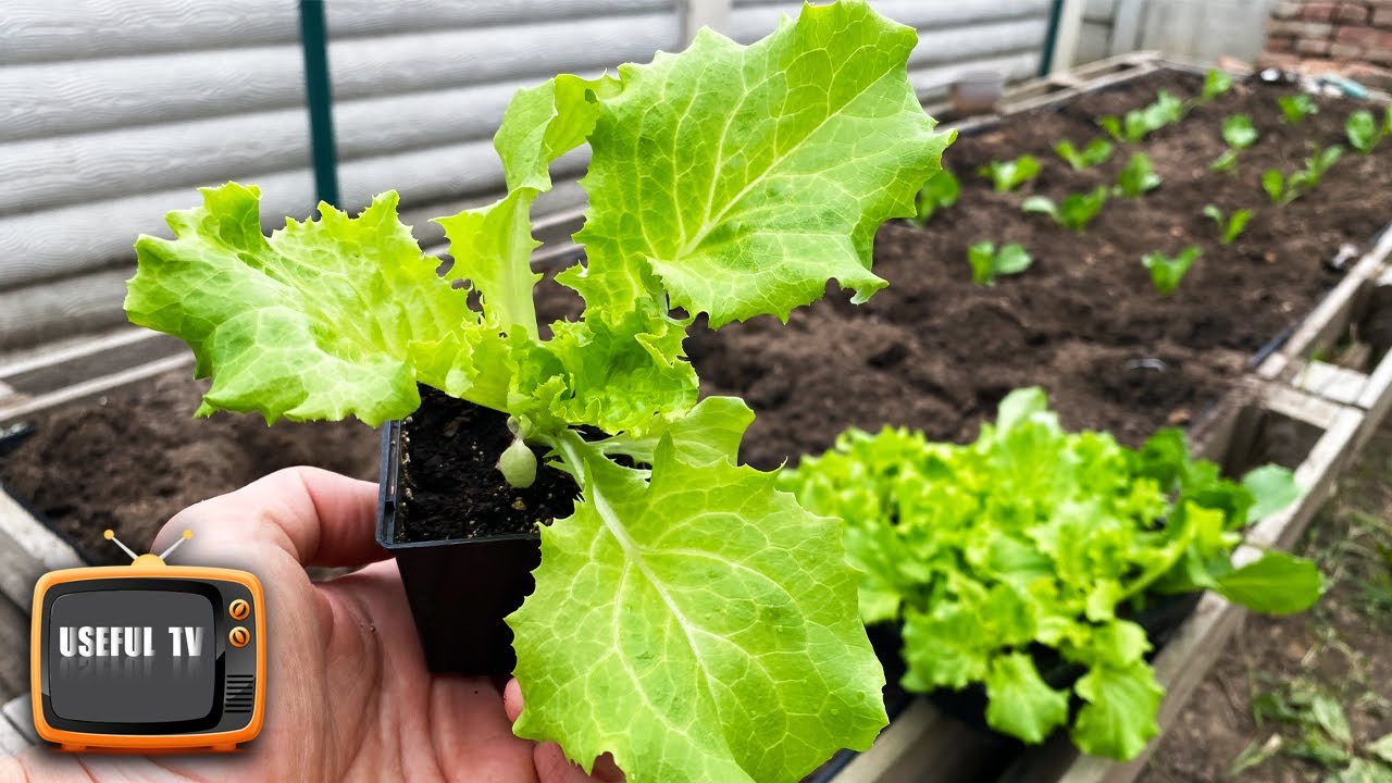 Iceberg lettuce will form a tight head if grown like this!