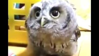 Owl Dancing To Dubstep - Wow!!