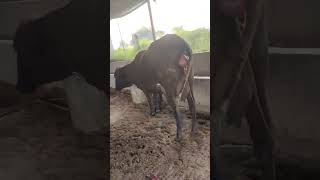 hf cow for sale hfcow viral shortvideo