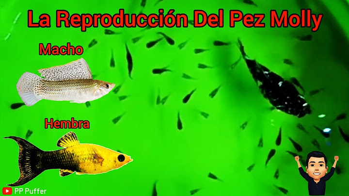 Como Reproducir Al Pez Molly