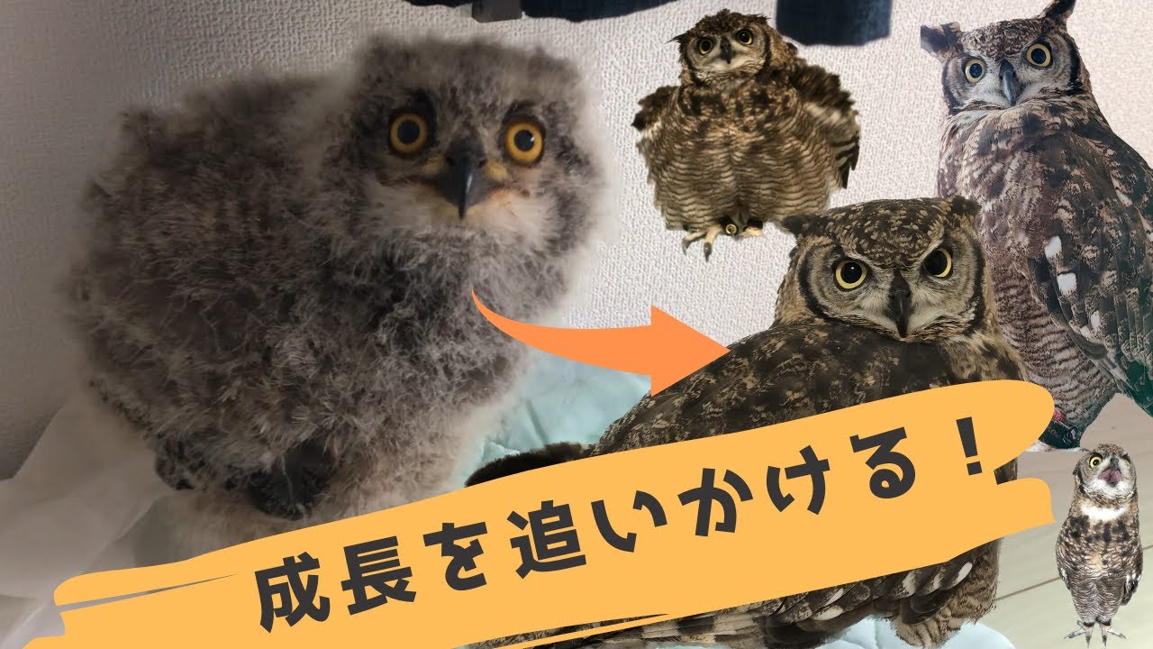 ふくろう さまるの成長記録 Owl SAMAR growth record - YouTube