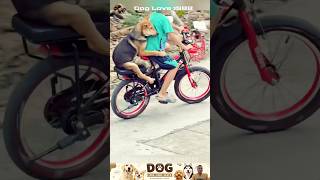 mischievous boys 🐕 🐶 #dog #dogs #dogshorts #doglife #funnydogs #funnypets #pets #pet #petlover