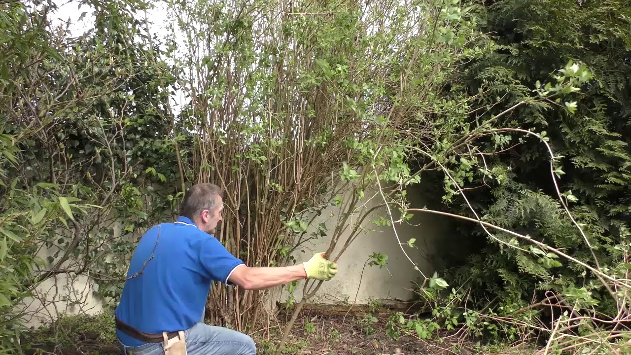 Обрезка филадельфуса