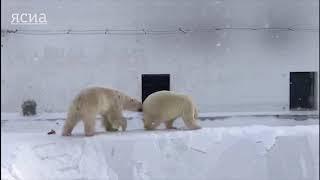 Первая встреча белых медведей Колыманы и Ломоносова после долгой разлуки