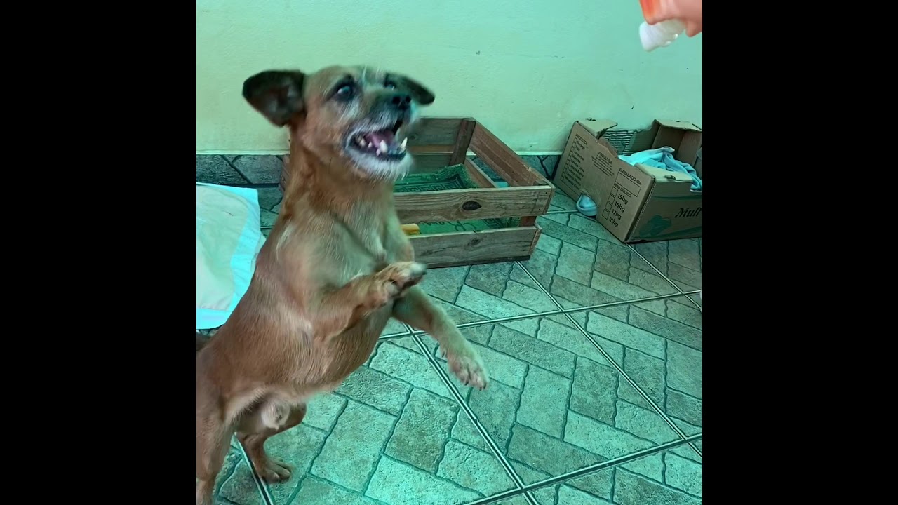 Dog Meet Their Owner After A Long Time Dog Reaction After 2 Years dog-meet-their-owner-after-a-long-time-dog-reaction-after-2-years